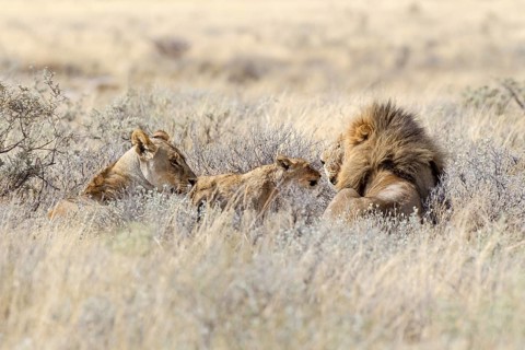Lion (Panthera leo)