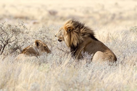 Lion (Panthera leo)