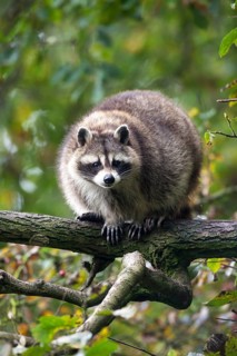 Raccoon (Procyon lotor)