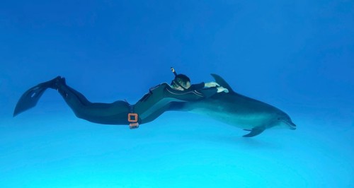 Freediver and Bottlenose dolphin (Tursiops truncatus)