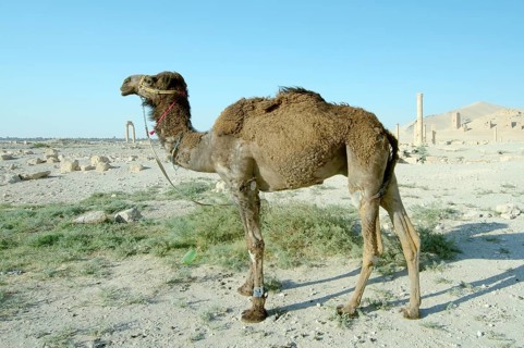 Camel (Camelus dromedarius) at the ancient city of Palmyra