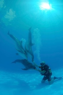 Scuba diver and Bottlenose Dolphins (Tursiops truncatus)