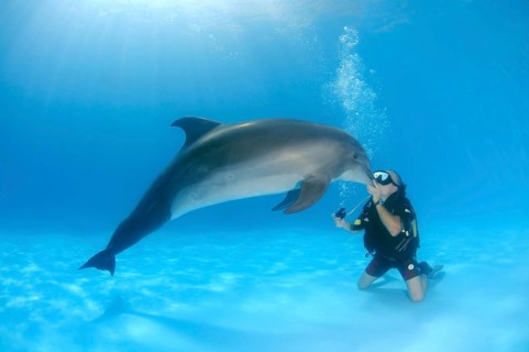 Scuba diver and a Bottlenose Dolphin (Tursiops truncatus)