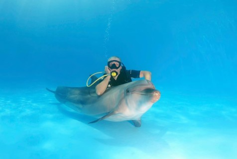Scuba diver and a Bottlenose Dolphin (Tursiops truncatus)