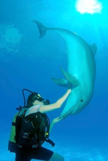 Scuba diver and a Bottlenose Dolphin (Tursiops truncatus)