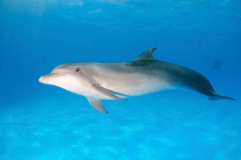 Bottlenose Dolphin (Tursiops truncatus)