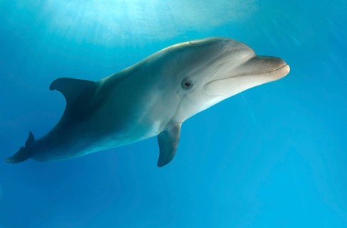 Bottlenose Dolphin (Tursiops truncatus)