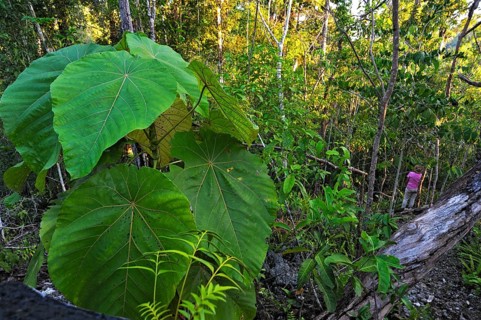 Dead tree trunk in the rainforest