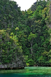 Coconut Palms (Cocos nucifera) on a steep cliff
