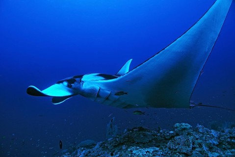 Giant Oceanic Manta Ray (Manta birostris)