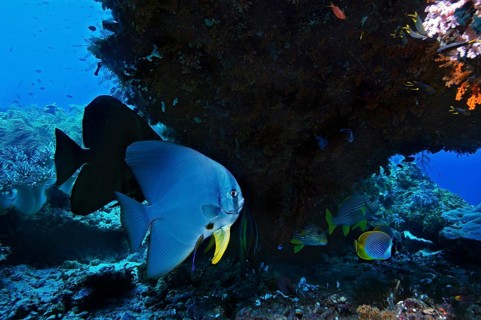 Longfin Batfish (Platax teira)