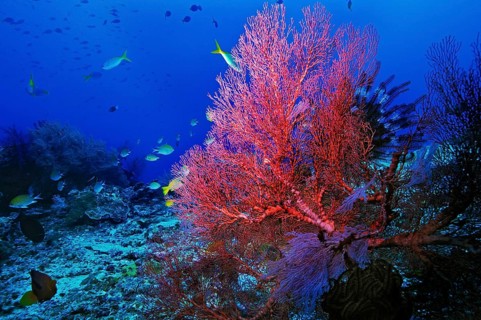 Sea Fan or Gorgonian (Scleraxonia)