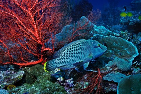 Napoleon Wrasse or Humphead Wrasse (Cheilinus undulatus) with cleaner wrasses