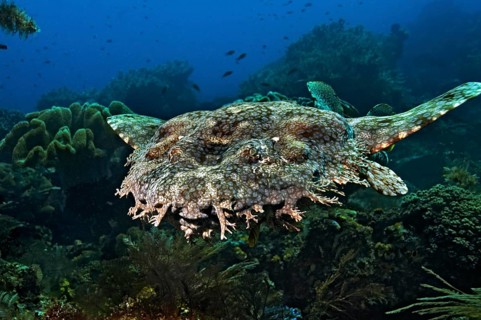Tasselled Wobbegong (Eucrossorinus dasypogon)