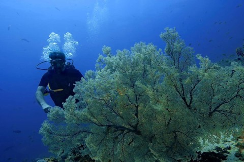 Scuba diver with Sea Fans or Gorgonians (Scleraxonia)
