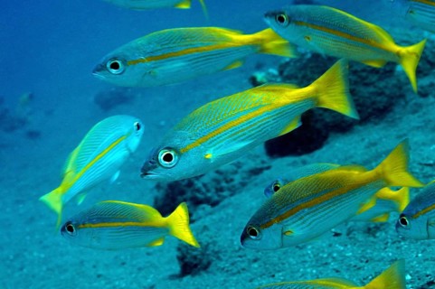 Yellowtail Snappers (Ocyurus chrysurus)