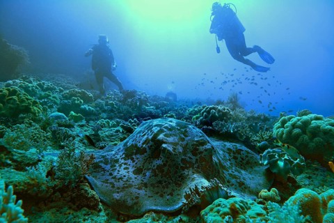 Round ribbontail ray (Taeniura meyeni) and diver