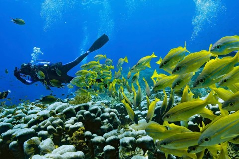 Bigeye Snapper (Lutjanus lutjanus) with a scuba diver