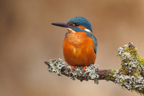 Kingfisher (Alcedo atthis)