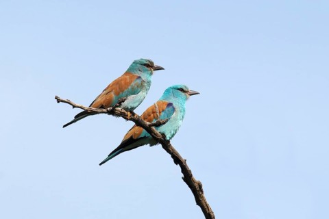 European Rollers (Coracias garrulus)