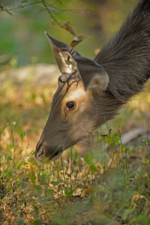 Sambar deer (Rusa unicolor)