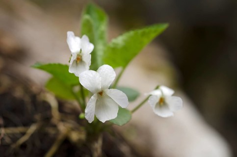 White Violet (Viola alba)
