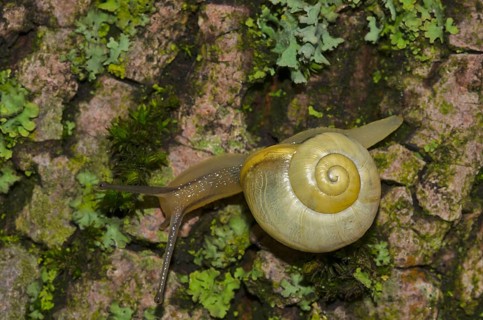 Garden Snail (Cepea hortensis)