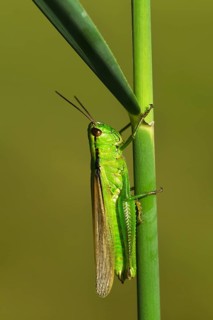 Green Leek Grasshopper (Mecostethus parapleurus)