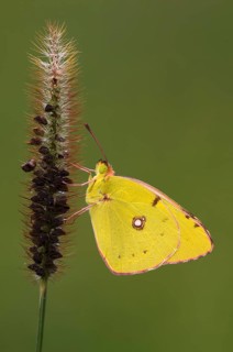 Pale Clouded Yellow (Colias hyale)