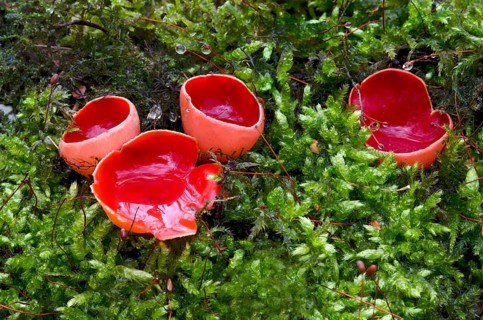 Scarlet cup