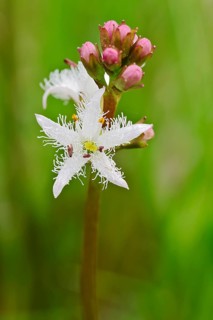 Bogbean (Menyanthes trifoliata)