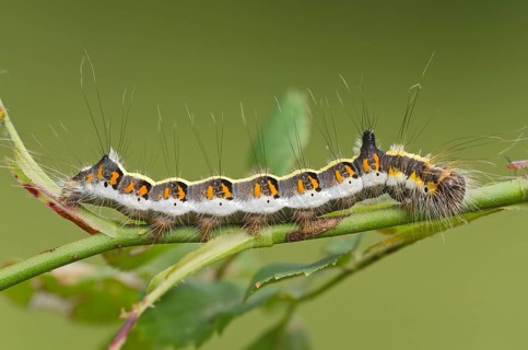 Caterpillar of a Grey Dagger Moth (Acronicta psi)