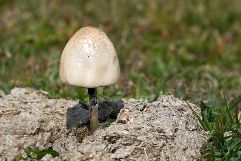 Shiny Mottlegill or Egghead Mottlegill (Panaeolus semiovatus)