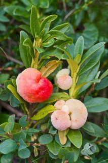 Snow-rose or Rusty-leaved Alpenrose (Rhododendron ferrugineum)