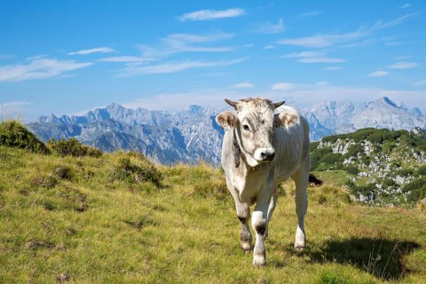 Tyrolean grey cattle with horns and bell