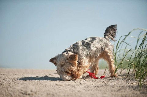 Yorkshire Terrier dog fetching a feed bag