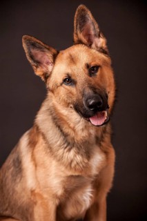 Shepherd mix dog