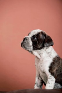Olde English Bulldog