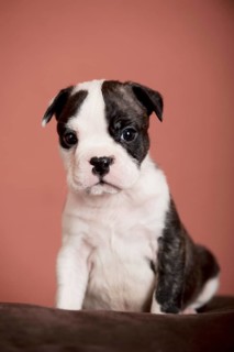 Olde English Bulldog
