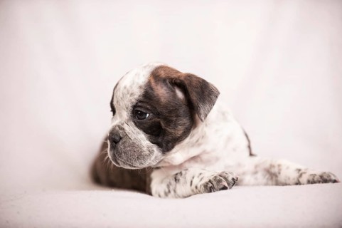 Olde English Bulldog