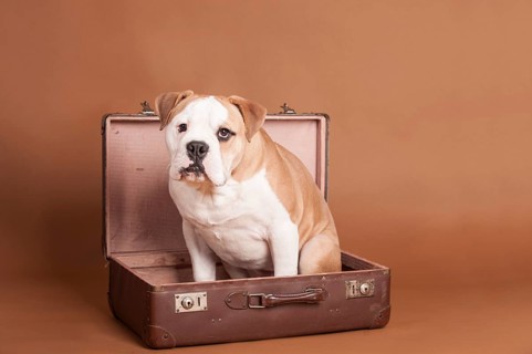 English Bulldog sitting in a suitcase
