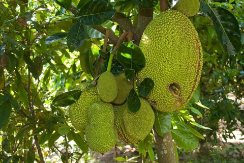 Fruit on a Jackfruit tree (Artocarpus heterophyllus)