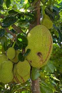 Fruit on a Jackfruit tree (Artocarpus heterophyllus)