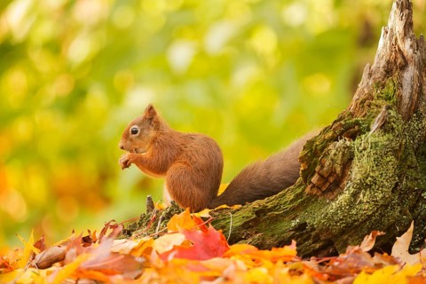 Red squirrel (Sciurus vulgaris) feeding on a cracked hazelnut at the base of a tree stump