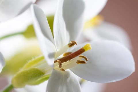 Flowering Cymbidium Orchid