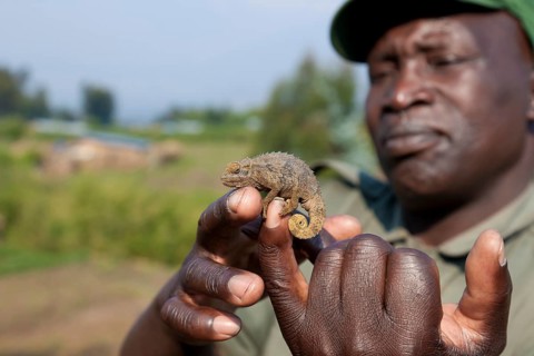 Gamekeeper shows a small Chameleon (Chamaeleonidae)