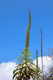 Plants growing on the slopes of Mount Nyiragongo volcano
