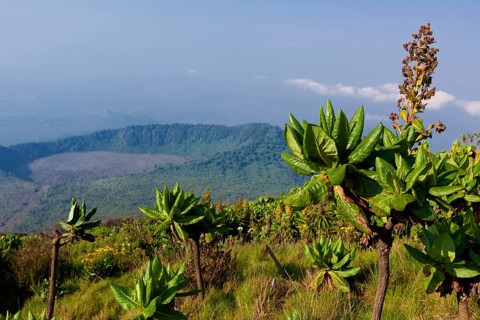 African highland vegetation on the slopes of Mount Nyiragongo volcano