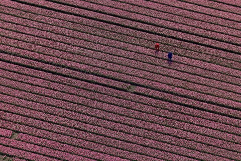 Tulip field