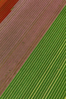 Tulip fields